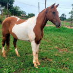 LOTE 020 - MISS ZORRERO ETERNAL