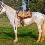 LOTE 009 - DANÇARINA DA ARKAFLA