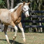 LOTE 014 - BLUE EYES FACE GUN