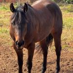 LOTE 007 - MAYA FLING STARLIGHT
