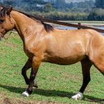 LOTE 005 - SAFIRA DA RIO BONITO