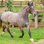 LOTE 006 - ROSA NEGRA DE SANTA CARMELITA