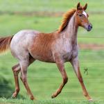 LOTE 003 - METALIC SOMEBODY WSR