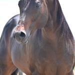 LOTE -100 - GRANITE LAKE MERRY (Venda de Cobertura)