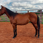 LOTE 001 - LFG MARRETA GUN