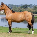 LOTE 005 - SAFIRA DA RIO BONITO
