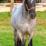 LOTE -200 - ESTUPENDO DA ARKAFLA (Venda de Coberturas)