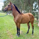 LOTE 013 - HANNA SMOKIN