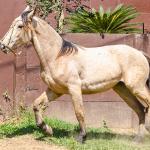 LOTE 008 - BARRO PRETO CALIFÓRNIA