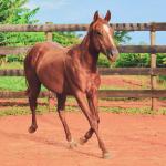 LOTE 017 - JACK FLYER