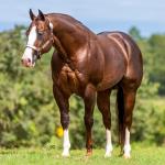 LOTE -200 - LITTLE JAZZAREY (Coberturas)