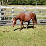 LOTE 011 - REYCIS CHOICE