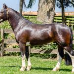 LOTE -100 - JA VINTÉM (Venda de Coberturas)