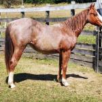 LOTE 006 - REYCIS GUNNER WHIZ