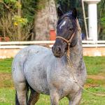 LOTE -200 - ESTUPENDO DA ARKAFLA (Venda de Coberturas)