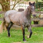 LOTE 006 - ROSA NEGRA DE SANTA CARMELITA