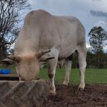 LOTE 010 - TOURO BAD BOY