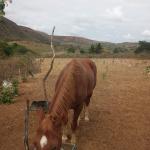 LOTE 019 - SILVER PEPPY DOC