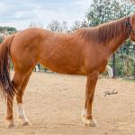 LOTE 015 - DINA ROOSTERS GUN