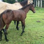 LOTE 019 - NOME A ESCOLHER (POCO MELODYS MG2)