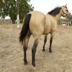 LOTE 008 - THUNDER BRIAN RMJ