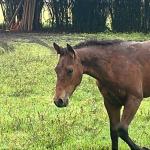 LOTE 019 - NOME A ESCOLHER (POCO MELODYS MG2)