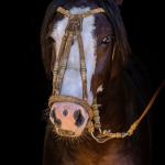 LOTE -100 - JA VINTÉM (Venda de Coberturas)