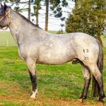 LOTE -200 - ESTUPENDO DA ARKAFLA (Venda de Coberturas)