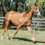 LOTE 016 - CD BEAVERZITA