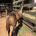 LOTE 013 - STONE SHINERS GUN