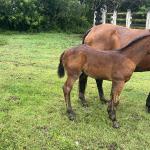 LOTE 021 - NOME A ESCOLHER (LENA DUAL HICK LCDP)