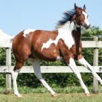 LOTE 001 - POWER DRY DELTA CODY YBJ