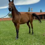 LOTE 013 - HANNA SMOKIN