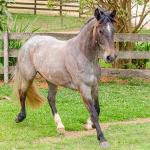 LOTE 006 - ROSA NEGRA DE SANTA CARMELITA