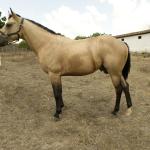 LOTE 008 - THUNDER BRIAN RMJ