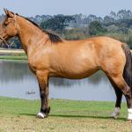 LOTE 005 - SAFIRA DA RIO BONITO