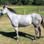 LOTE 001 - VALENTINA DASH (Ventre Livre)