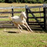 LOTE 004 - LADY SHINNING CHEX