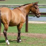 LOTE 005 - SAFIRA DA RIO BONITO