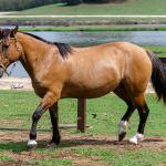 LOTE 005 - SAFIRA DA RIO BONITO