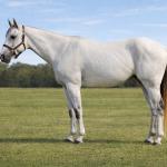 LOTE 010 - BUDDY TA FAME PY’S