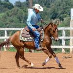 LOTE 018 - CD COBALT WHIZ