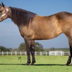 LOTE 001 - UNFORGETTABLE DUNIT
