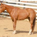 LOTE 015 - DINA ROOSTERS GUN