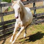 LOTE 004 - LADY SHINNING CHEX