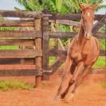 LOTE 018 - MOON OAK IN BLUE