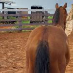 LOTE 001 - LFG MARRETA GUN