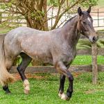 LOTE 006 - ROSA NEGRA DE SANTA CARMELITA