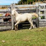 LOTE 004 - LADY SHINNING CHEX