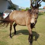 LOTE 010 - SHINER’S CLUB LOA